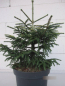 Preview: Picea orientalis Spring Frost4