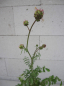 Preview: Sanguisorba minor 1