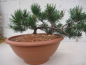 Preview: Pinus banksiana Schneverdingen 4