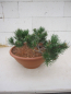 Preview: Pinus banksiana Schneverdingen 5