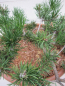 Preview: Pinus banksiana Schneverdingen 6