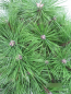 Preview: Pinus densiflora Jane Kluis 4
