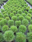 Preview: Pinus mugo Varella5