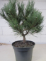 Preview: Pinus nigra Bright Eyes