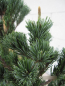 Preview: Pinus parviflora Floppy Joe 3