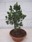 Preview: Pinus parviflora Gyokkasen 1