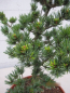Preview: Pinus parviflora Gyokkasen 2