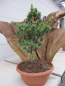 Preview: Pinus parviflora Gyokkasen 4