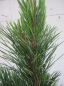 Preview: Pinus tabuliformis  2