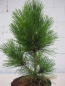 Preview: Pinus thunb Corticosa1