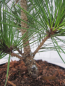 Preview: Pinus thunb Corticosa2