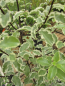 Preview: Pittosporum tenuifolium Argyrophyllum variegata 2