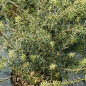 Preview: Podocarpus totara 2