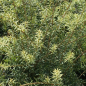Preview: Podocarpus totara 1