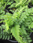 Preview: Polystichum aculeatum Scuta 2