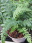 Preview: Polystichum braunii 2
