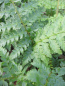 Preview: Polystichum braunii 1