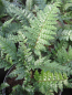 Preview: Polystichum makinoi 1