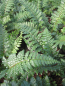 Preview: Polystichum makinoi 2
