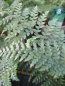 Preview: Polystichum setiferum Proliferum 2