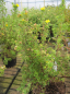 Preview: Potentilla fruticosa Bella Sol 2