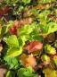 Preview: Potentilla megalantha fragiformis 2