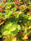 Preview: Potentilla megalantha fragiformis 1