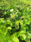 Preview: Potentilla rupestris 1