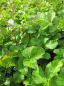 Preview: Potentilla rupestris 2