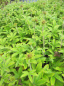 Preview: Potentilla thunberi Monarch' s Velvet 2
