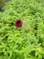 Preview: Potentilla thunberi Monarch' s Velvet 1