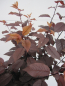 Preview: Prunus cerasifera Nigra 3