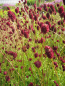 Preview: Sanguisorba officinalis 1