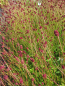 Preview: Sanguisorba officinalis 2