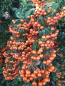 Preview: Pyracantha Orange Glow 1