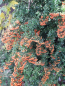 Preview: Feuerdorn Orange Glow 5