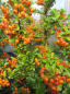 Preview: Pyracantha Teton 1