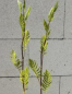 Preview: Tanacetum vulgare - Syn. Chrysanthemum 1