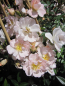 Preview: Ramblerrose Auguste Gervais 1