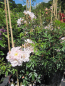 Preview: Ramblerrose Auguste Gervais 3