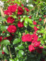 Preview: Ramblerrose Crimson Siluetta 1 1