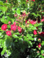 Preview: Ramblerrose Crimson Siluetta 2