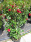 Preview: Ramblerrose Crimson Siluetta 3