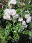 Preview: Ramblerrose Sweet Siluetta 2