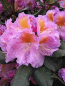 Preview: Rhododendron Hybride Tanaga 1