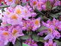 Preview: Rhododendron Hybride Tanaga 2