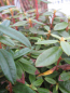 Preview: Rhododendron impeditum Gristede