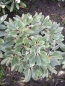 Preview: Rhododendron pachysathum Silbervelours 1