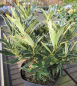Preview: Pontische Rhododendron Variegatum 3