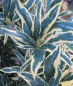 Preview: Pontische Rhododendron Variegatum 1